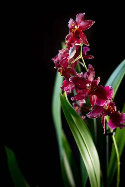 Orchideenblumen Auf Schwarzem Hintergrund Einem Atelier — Stockfoto