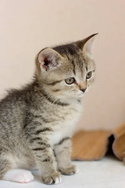 Retrato Hermoso Gatito Gris Sobre Una Mesa Blanca —  Fotos de Stock