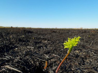 Mavi gökyüzünün altında yanan siyah topraktan yeşil çimenler filizleniyor. Vahşi ateşin yıkımından sonra doğanın, umudun ve yeni hayatın sembolü..