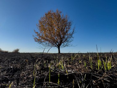 Yangından sonra yanan bir alanın ortasında ağaç, umut ve doğa iyileşme kavramı.