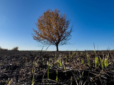 Yanmış bozkır, yalnız sarı ağaç ve açık mavi gökyüzü, vahşi ateşin çevresel etkisi..