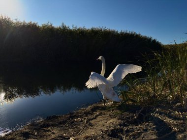 Gün batımında sakin bir nehrin kenarında kanatlarını açan zarif beyaz kuğu. Doğal ışık ile vahşi yaşam sahnesi, suda yansımalar, ve barışçıl doğa arka planı.