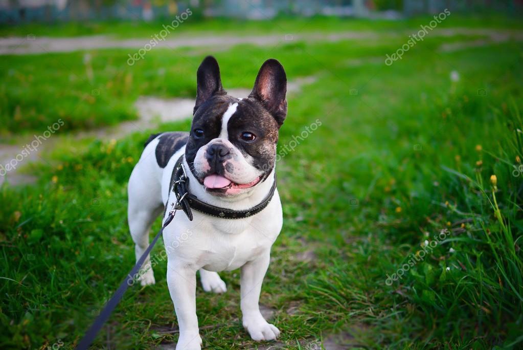 French Bulldog on green grass — Stock Photo © fotoanastaiu_clashot #122611254