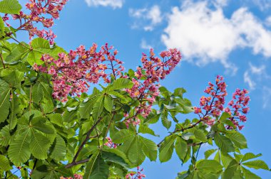 Çiçeği gökyüzü arka plan üzerinde kırmızı at kestanesi ağacında