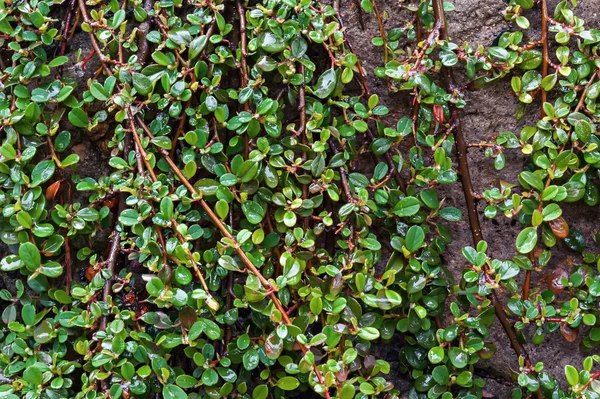 Os ramos de Cotoneaster crescendo abaixo da parede de pedra com as gotas de chuva — Fotografia de Stock