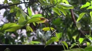 Serin görünüyor Park yeni kurulmuş Şiddetli yağmur yağarken