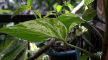 Serin görünüyor Park yeni kurulmuş Şiddetli yağmur yağarken