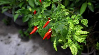 Ağacın üstünde kırmızı kırmızı biber var.