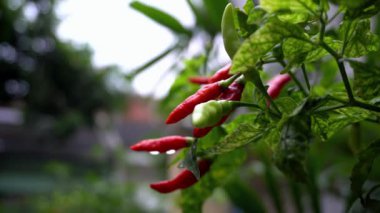 Ağacın üstünde kırmızı kırmızı biber var.