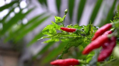 Ağacın üstünde kırmızı kırmızı biber var.