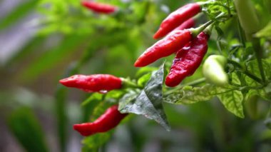 Ağacın üstünde kırmızı kırmızı biber var.