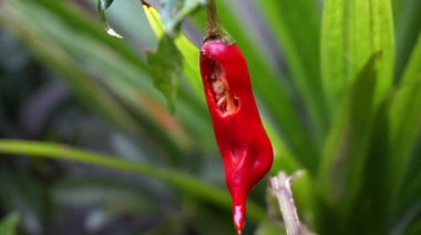 Ağacın üstünde kırmızı kırmızı biber var.