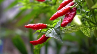 Ağacın üstünde kırmızı kırmızı biber var.
