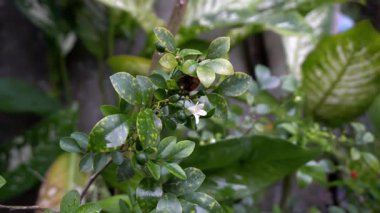 Sağanak yağmurda parkta taze ve serin görünün.