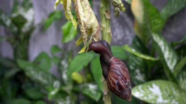 Ağaçtaki salyangoz kadar güzel görünüyorsun.