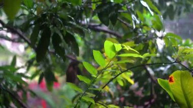 Sağanak yağmurda parkta taze ve serin görünün.