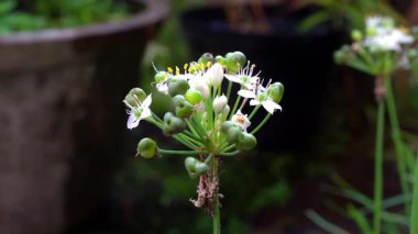 Beyaz çiçeklerin üzerinde siyah bir karınca var.