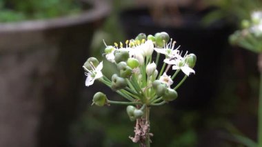 Parkta beyaz çiçekler güzel görünüyor.