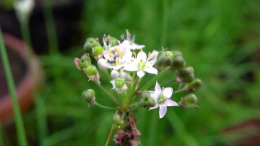 Beyaz çiçeklerin üzerinde siyah bir karınca var.