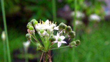 Parkta beyaz çiçekler güzel görünüyor.