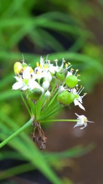 Beyaz çiçeklerin üzerinde siyah bir karınca var.