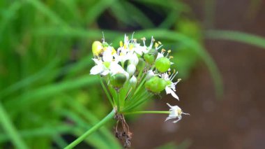 Parkta beyaz çiçekler güzel görünüyor.