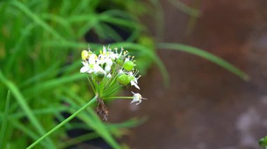 Parkta beyaz çiçekler güzel görünüyor.