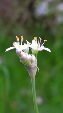 Beyaz çiçeklerin üzerinde siyah bir karınca var.