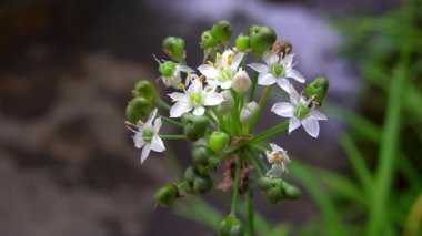 Parkta beyaz çiçekler güzel görünüyor.