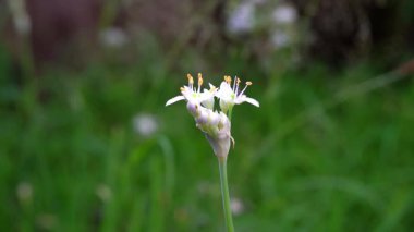 Parkta beyaz çiçekler güzel görünüyor.