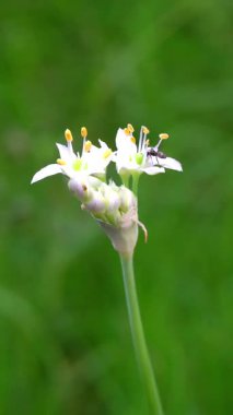 Parkta beyaz çiçekler güzel görünüyor.