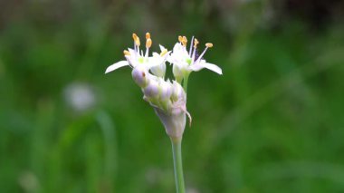 Parkta beyaz çiçekler güzel görünüyor.