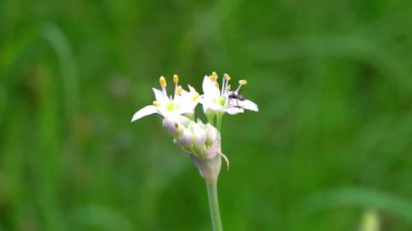 Parkta beyaz çiçekler güzel görünüyor.
