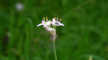 Parkta beyaz çiçekler güzel görünüyor.