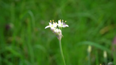 Beyaz çiçeklerdeki siyah karınca harika görünüyor.