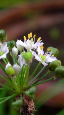 Beyaz çiçeklerdeki siyah karınca harika görünüyor.