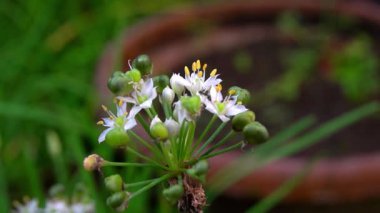 Parkta beyaz çiçekler güzel görünüyor.