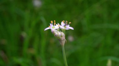 Beyaz çiçeklerdeki siyah karınca harika görünüyor.