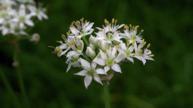 Beyaz çiçeklerdeki siyah karınca harika görünüyor.