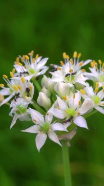 Beyaz çiçeklerdeki siyah karınca harika görünüyor.