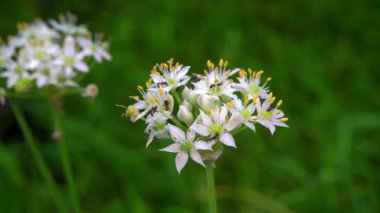 Parkta beyaz çiçekler güzel görünüyor.