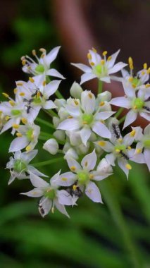 Parkta beyaz çiçekler güzel görünüyor.