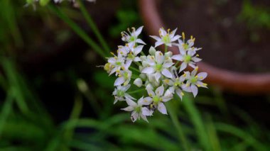 Parkta beyaz çiçekler güzel görünüyor.
