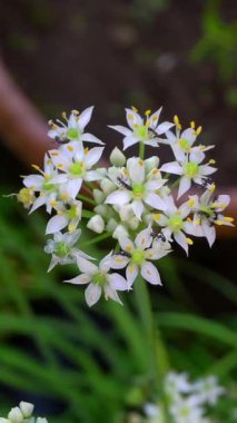 Parkta beyaz çiçekler güzel görünüyor.