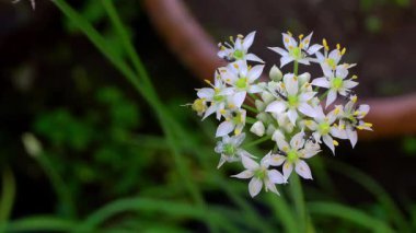 Parkta beyaz çiçekler güzel görünüyor.