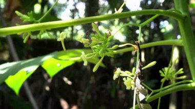 Parkta papaya yaprağı harika görünüyor.