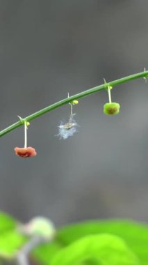 Ağaçtaki küçük çiçeklerin güzelliği