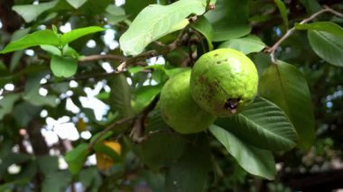 Parkta guava ağacı harika görünüyor.