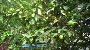 Parkta guava ağacı harika görünüyor.