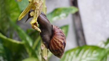 Ağaçtaki salyangozlar harika görünüyor.